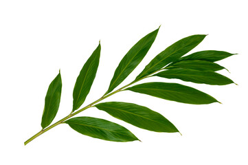 Obraz premium Green leaves isolated on white background