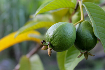 Green guavas ripening on the tree