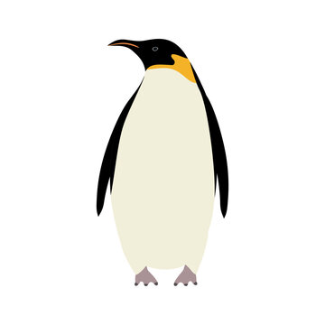 Vector hand drawn flat emperor penguin isolated on white background