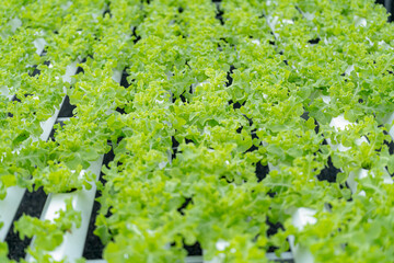 Fototapeta na wymiar Hydroponic lettuce in hydroponic pipe. plants using mineral nutrient solutions in water without soil. Close up planting Hydroponics plant. Hydroponic Garden. the vegetables are very fresh.