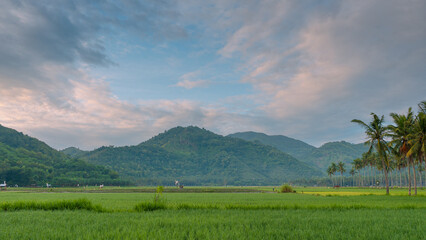 Fototapeta na wymiar Beautiful morning view from rice field with mountain background