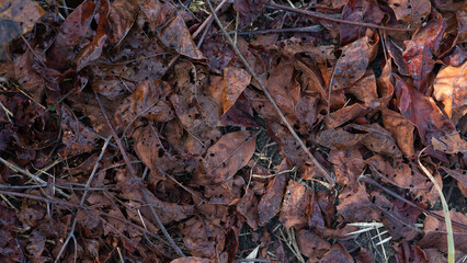 a pile of red dry leaves