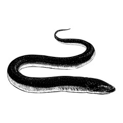 Obraz premium Eel hand drawing. Vector illustration isolated on background.