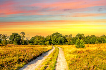 Obraz premium Lueneburger Heide, Heidelandschaft, Niedersachsen, Deutschland 