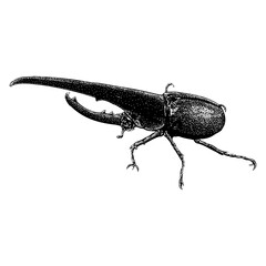 Hercules Beetle hand drawing. Vector illustration isolated on background.