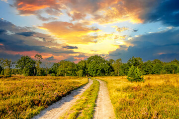 Lueneburger Heide, Heidelandschaft, Niedersachsen, Deutschland 