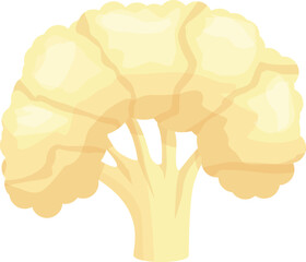Health cauliflower icon cartoon vector. Cabbage food. Organic vegetable