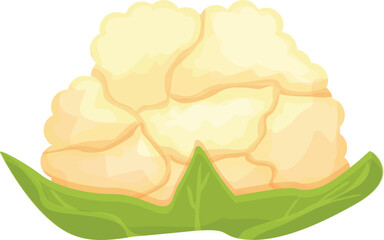 Cooking cauliflower icon cartoon vector. Cabbage food. Organic farm