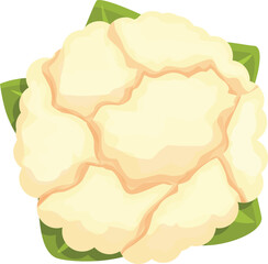 Agriculture cauliflower icon cartoon vector. Cabbage food. Cooking diet