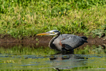 great blue heron up close