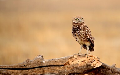 Stunningly sharp image of a burrowing owl perched on a dead tree trunk on the ground with pure brown background in Southern California