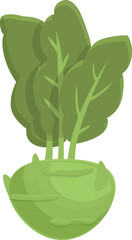 Nature kohlrabi icon cartoon vector. Cabbage plant. Vegetable organic