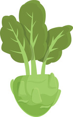 Natural kohlrabi icon cartoon vector. Healthy turnip. Vegetable organic