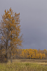 Elk Island National Park on a Cloudy Autumn Day