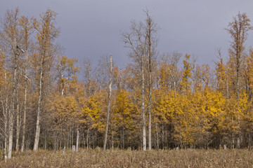Fototapeta premium Elk Island National Park on a Cloudy Autumn Day