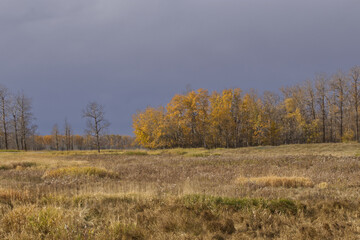 Obraz na płótnie Canvas Elk Island National Park on a Cloudy Autumn Day