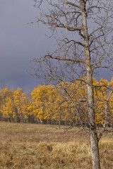 Elk Island National Park on a Cloudy Autumn Day
