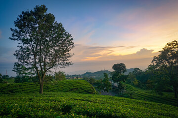 Beautiful sunrise of tea plantation. Ciater Lembang highland west java Indonesia. 