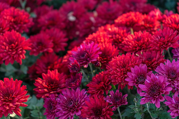 Fresh bright blooming red chrysanthemums bushes in autumn garden outside in sunny day. Flower background for greeting card, wallpaper, banner, header.