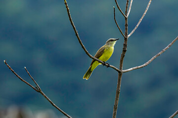 pequeno passarinho bem-te-vi amarelo pousado em um galho fino de uma arvore sem folhas e ao fundo o verde escuro da floresta desfocado. 