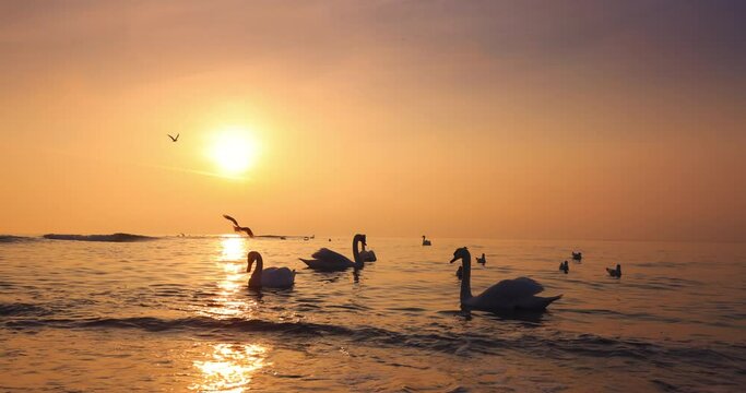 Wildlife birds and nature. Foggy beautiful sunrise over sea water and floating swans and flying sceaming seagulls