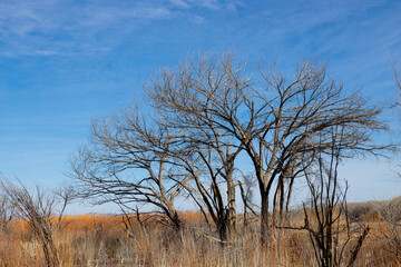 Bare trees in marshy area of Bosque del Apache