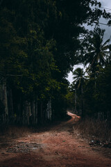 arborizar, caminho, natureza, estrada, &aacute;rvore, &aacute;rvore, verde, paisagem, parque, outonal, primavera, madeira, molhar, madeira, rural, trilha, fluvial, ver&atilde;o, fa&iacute;sca, deixar, c&eacute;u, relva, areia, caminho