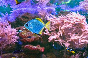 Monodactylus argenteus, silver moonyfish, silver moony, butter bream, diamondfish in marine aquarium. Tropical fish in oceanarium pool with coral reef and algae. Marine, sea, underwater life