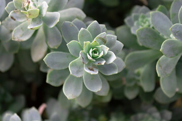 close up of a cactus