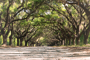 A canopied road with live oak trees and Spanish moss near Wormsloe Historic Site, Georgia, U.S.A on a sunny day