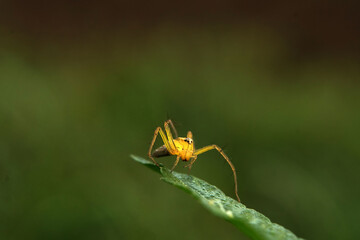 Close up of Oxyopes salticus or known as the striped lynx spider.