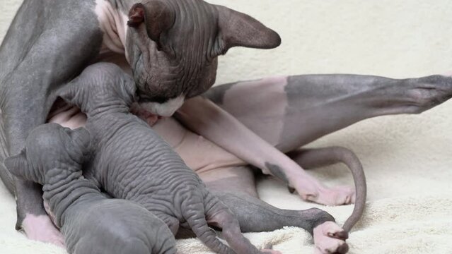 Mother cat carefully breastfeeding two hungry tiny kittens with breast milk and licks her babies. Sphynx Cat sitting and nursing her domestic feline family. Real time shot video, part of series