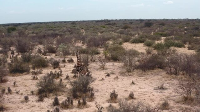 aerial wide shot of giraffe standing and walking in African desert Botswana 4k