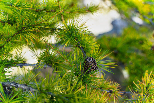 Laricoideae Images Browse 52 Stock Photos, Vectors, and Video Adobe