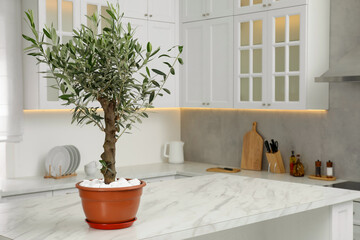 Beautiful olive tree on marble table in stylish kitchen