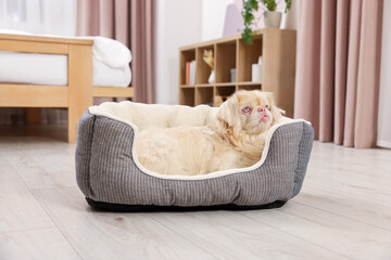 Cute Pekingese dog on pet bed in room