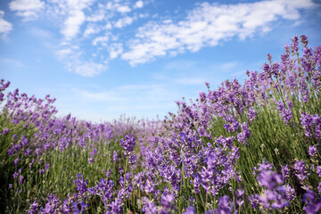 Obraz na płótnie Canvas Beautiful blooming lavender field on summer day