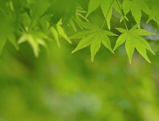 green leaves of Acer palmatum in spring