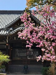 Fototapeta na wymiar 境内に咲いた木蓮