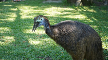 Obraz premium Kasuari Kelambir Ganda or Southern Cassowary, is a big bird from Papua, Indonesia