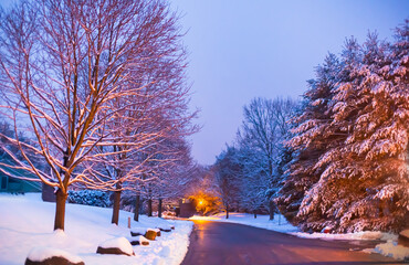 Treelined street with snow in the dusk, lit by street lights