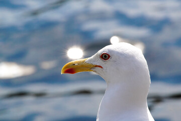 seagull in the snow