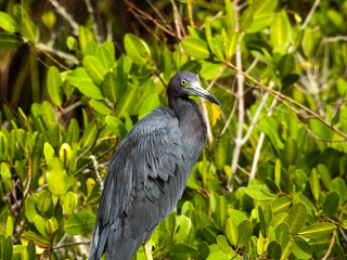 Little blue heron in the Merritt Island Wildlife Refuge Nov 22