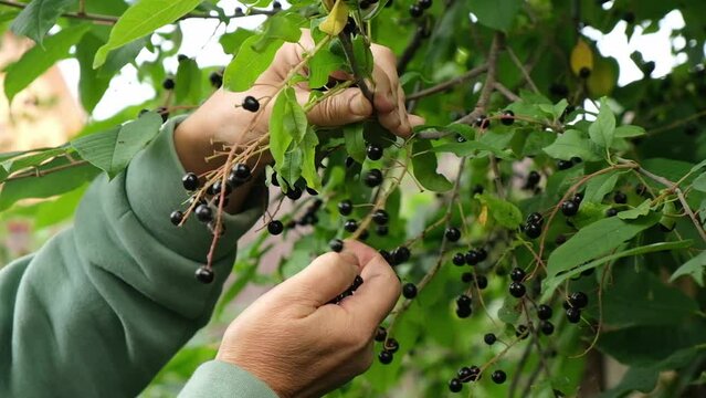 An elderly female gardener is picking bird cherry berries in her garden. Household, vegetable garden. Life in the village.