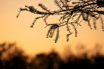 Bald cypress at sunset 
-eastern North Carolina