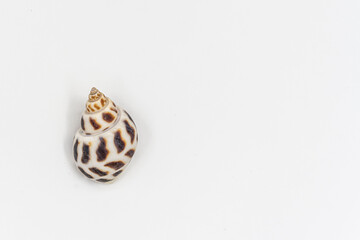  Isolated shells with white Background.