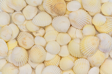 set of clam mollusc shells isolated on white background