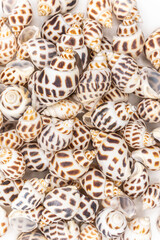 set of clam mollusc shells isolated on white background