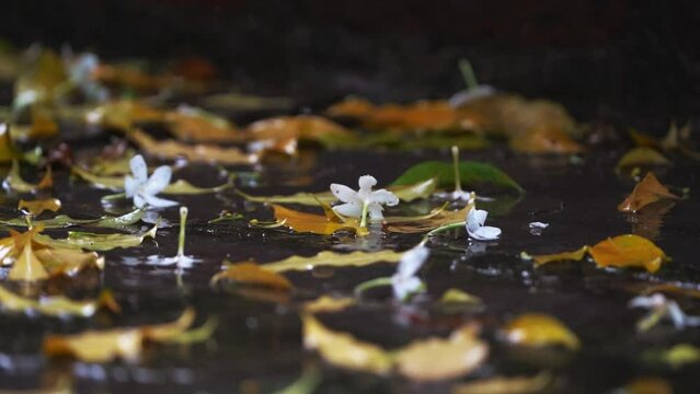 Pinwheel flower fallen on the wet ground in rainy season, relaxing view in rainy season, white flower in wet ground, white flower with dry leaf fallen ground giving soothing pleasure while watching