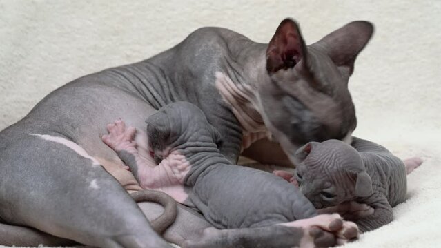 Mother cat carefully feeds two newborn kittens with breast milk and licking her babies. Mommy Sphynx Hairless Cat lying and nursing her domestic feline family. Real time shot video, part of series